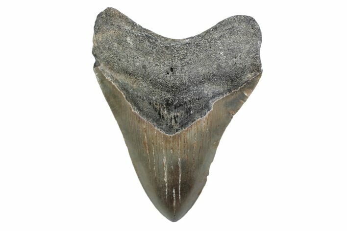 Serrated, Fossil Megalodon Tooth - North Carolina #370220